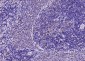 Calmodulin 1/2/3 Rabbit pAb